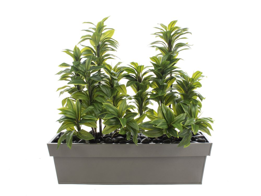 Artificial 2ft Variegated Green Dragon Tree Plant Display in a Graphite