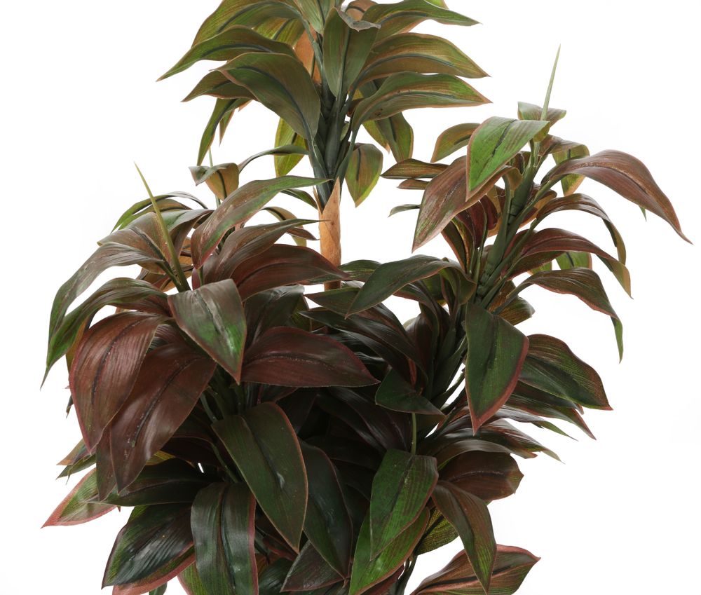 Artificial 2ft Variegated Dragon Tree Plant Artplants