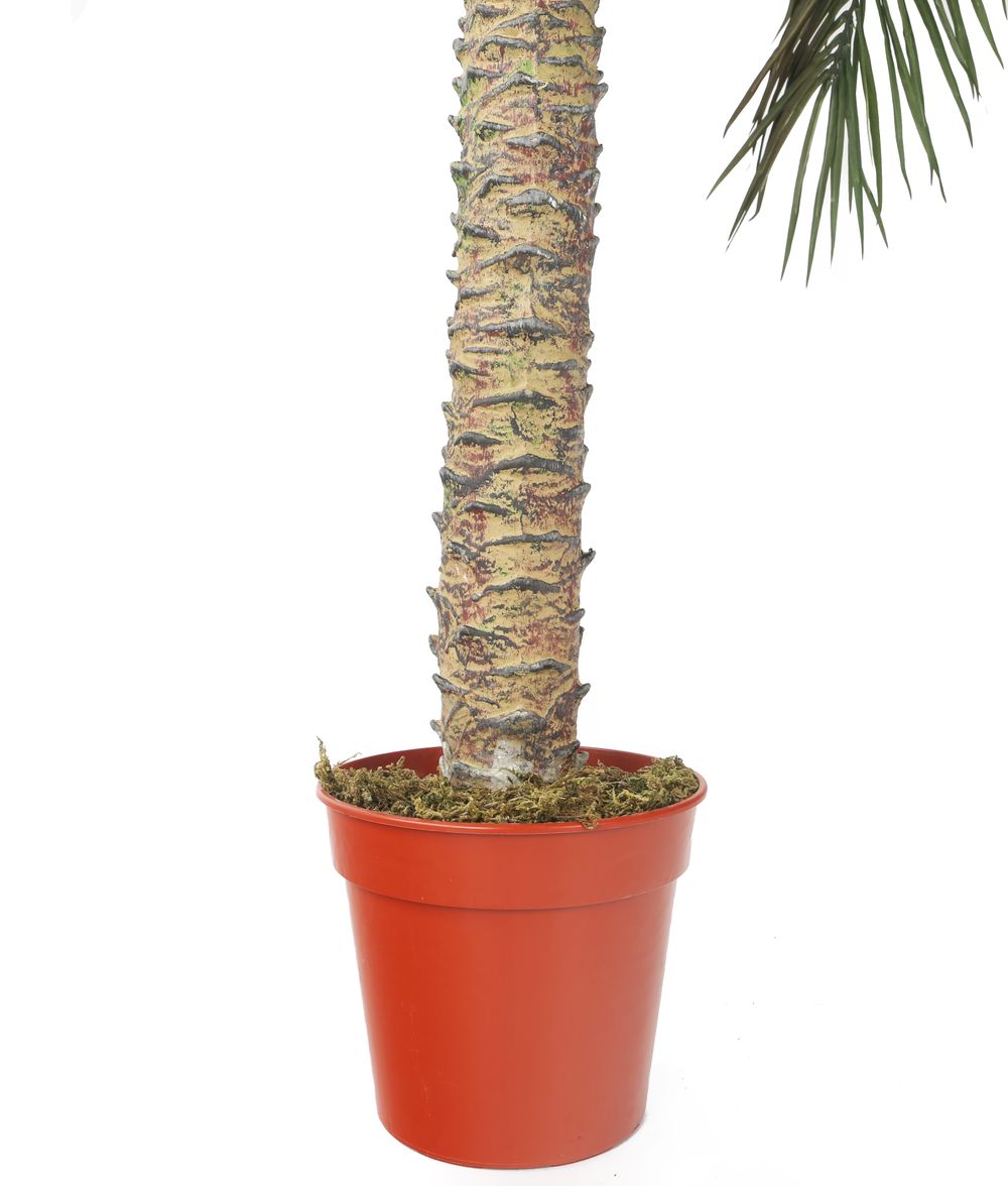 Artificial 5ft Pygmy Date Palm Tree Artplants