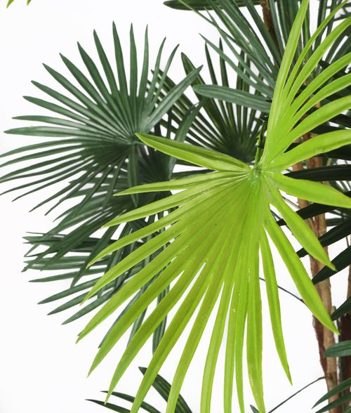 Buy Artificial 5ft Finger Palm Tree Artificial Silk Plant and Tree Range Rhapis Palms from