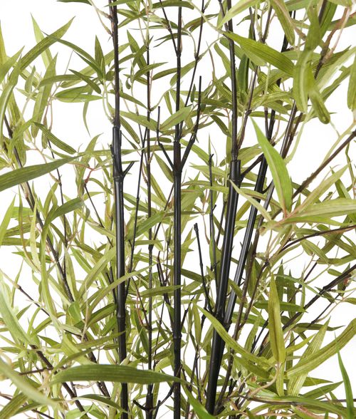 Buy Artificial 6ft 5" Black Bamboo Tree Artificial Silk Plant and