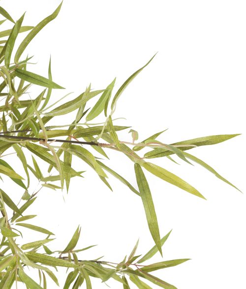 Buy Artificial 6ft 5" Black Bamboo Tree Artificial Silk Plant and Tree Range Japanese Bamboos