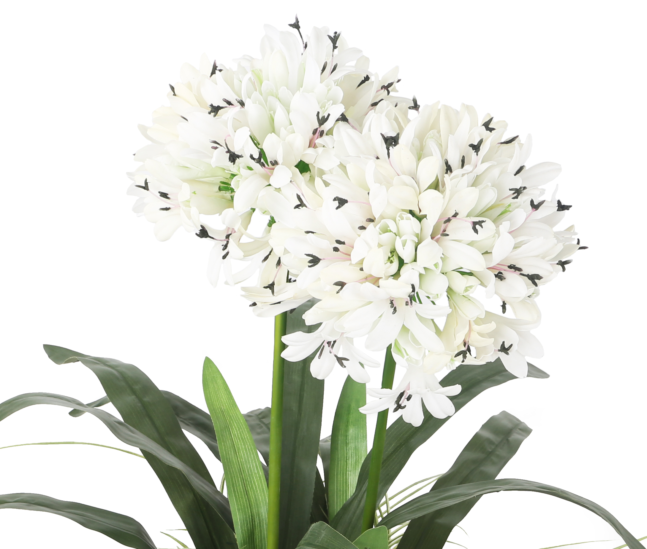 Artificial 2ft 7″ White African Lily Plant | Artplants